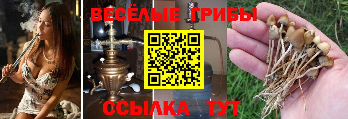 Псилоцибиновые грибы Psilocybe  наркотики  Бутурлиновка  Вход с VPN 